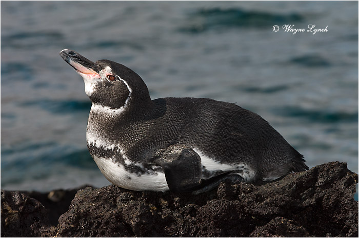 Galapagos Penguin 107 by Dr. Wayne Lynch ©